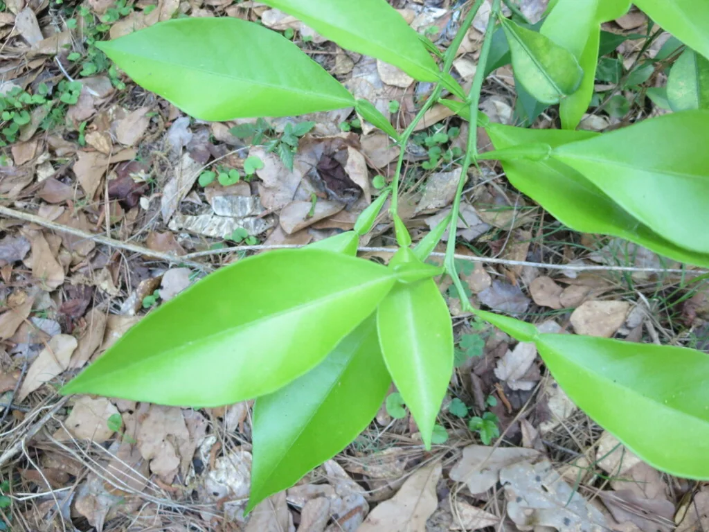 Citrus Aurantium