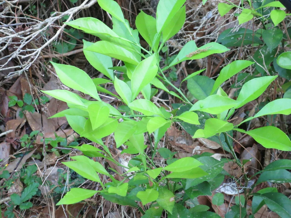 Citrus Aurantium
