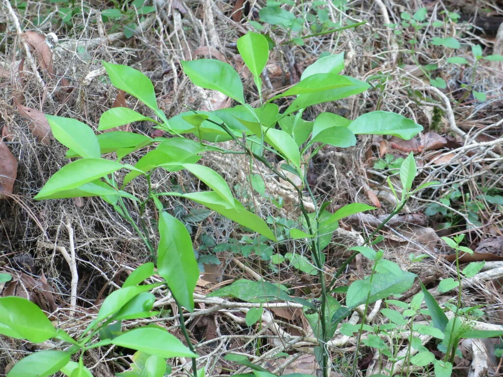 Citrus Aurantium