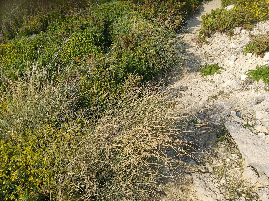 Lygeum Spartum