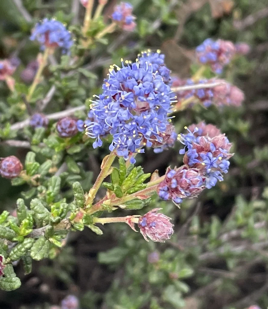Ceanothus Dentatus