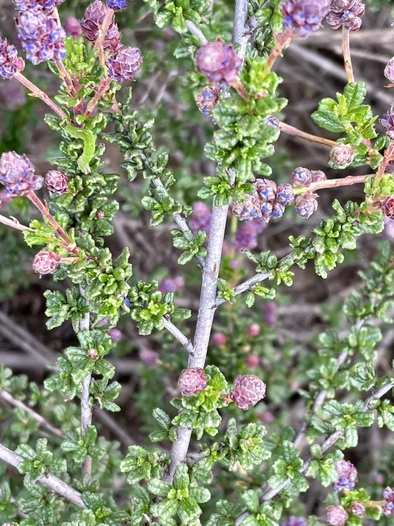 Ceanothus Dentatus