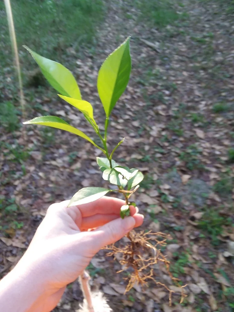 Citrus Aurantium