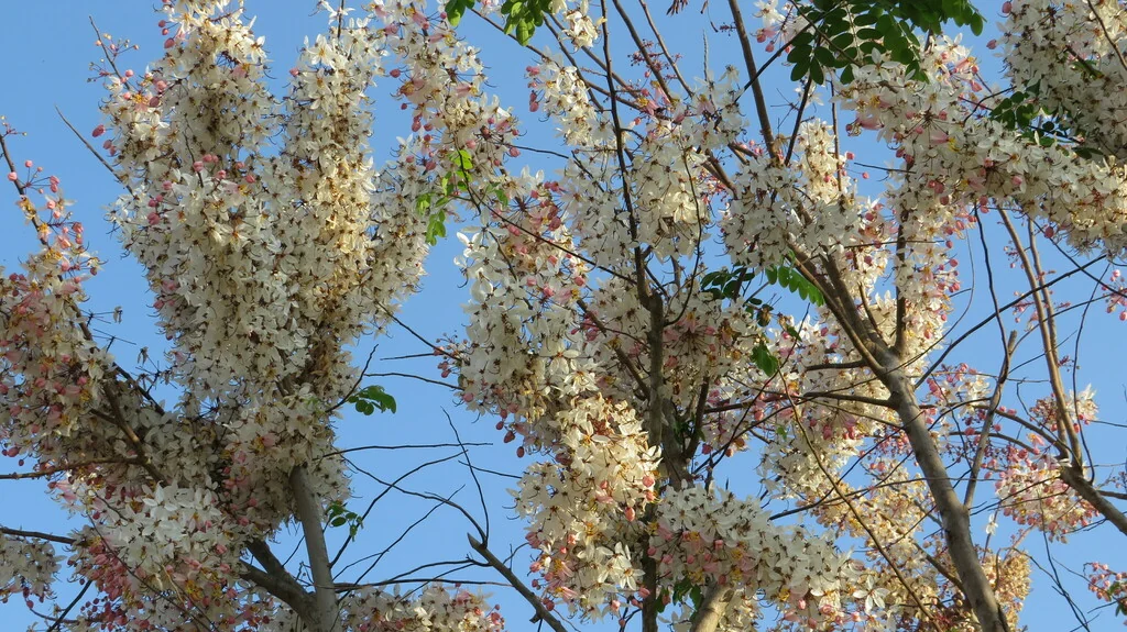 Cassia Bakeriana