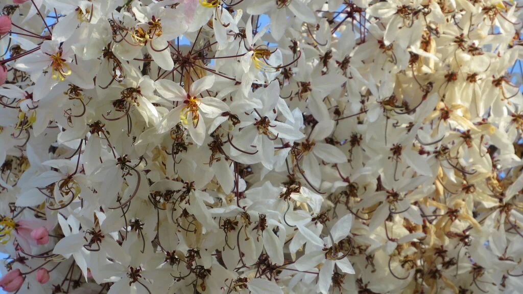 Cassia Bakeriana