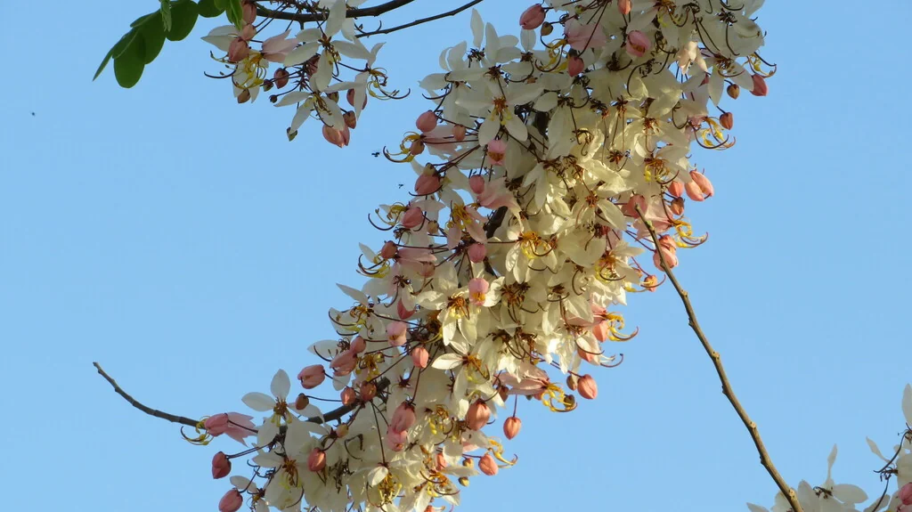 Cassia Bakeriana