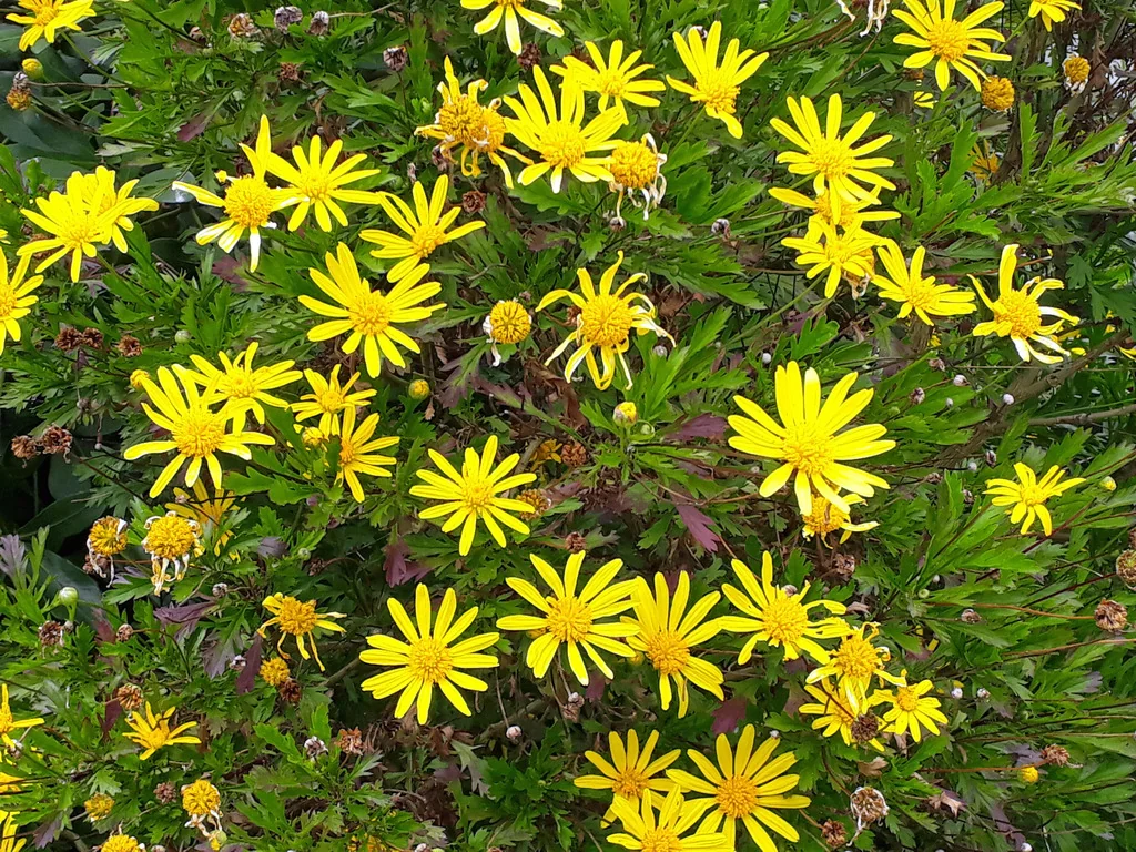 Euryops Chrysanthemoides
