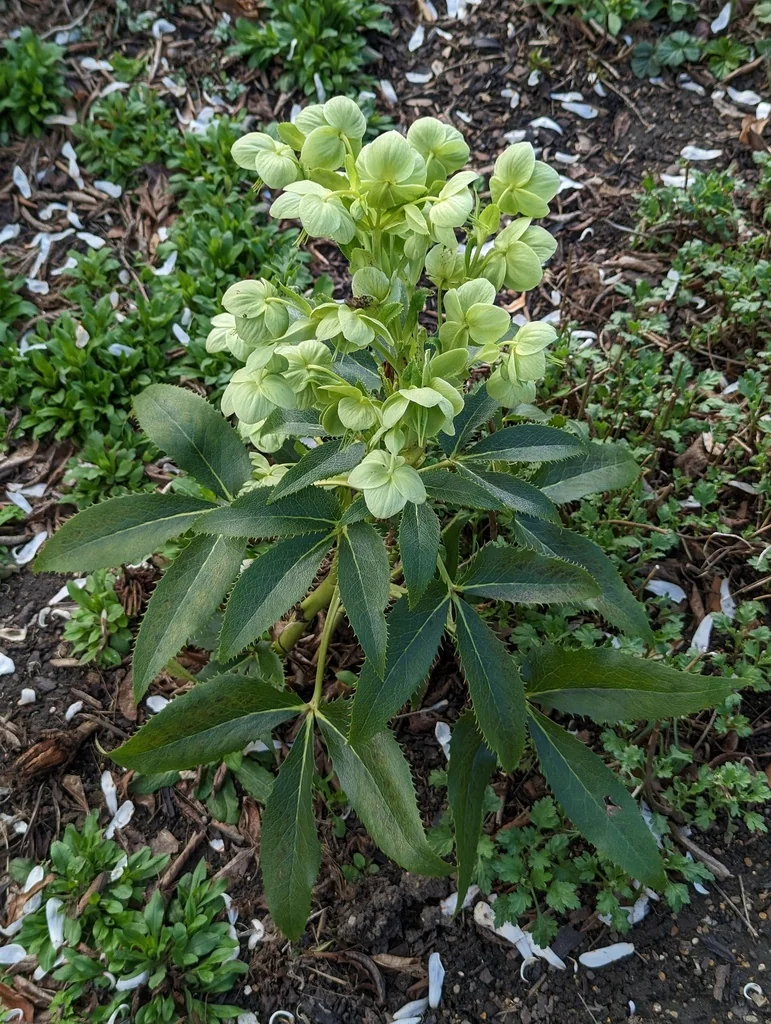 Helleborus Argutifolius