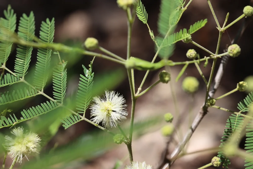 Acacia Berlandieri