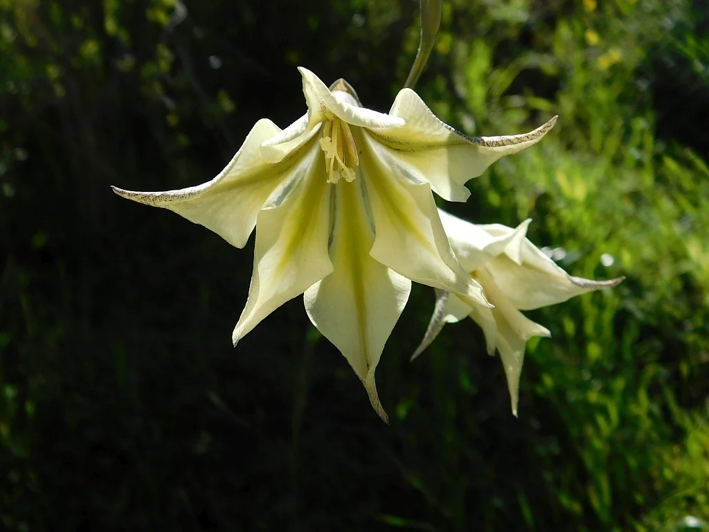 Gladiolus Tristis