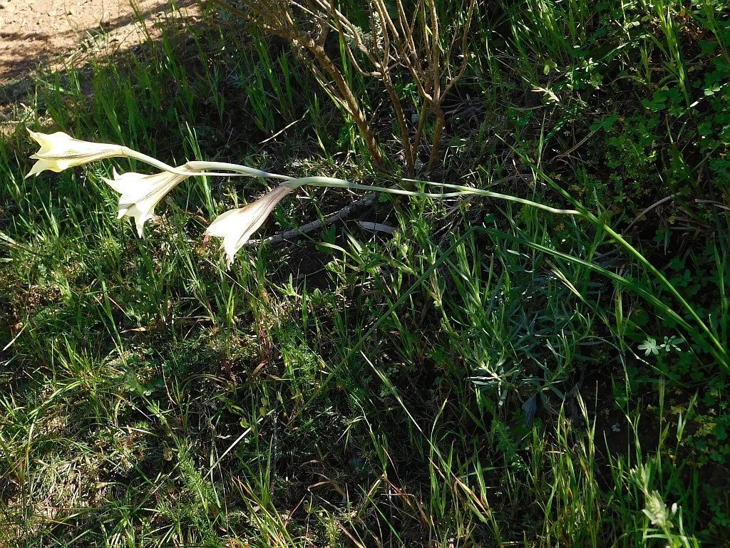 Gladiolus Tristis
