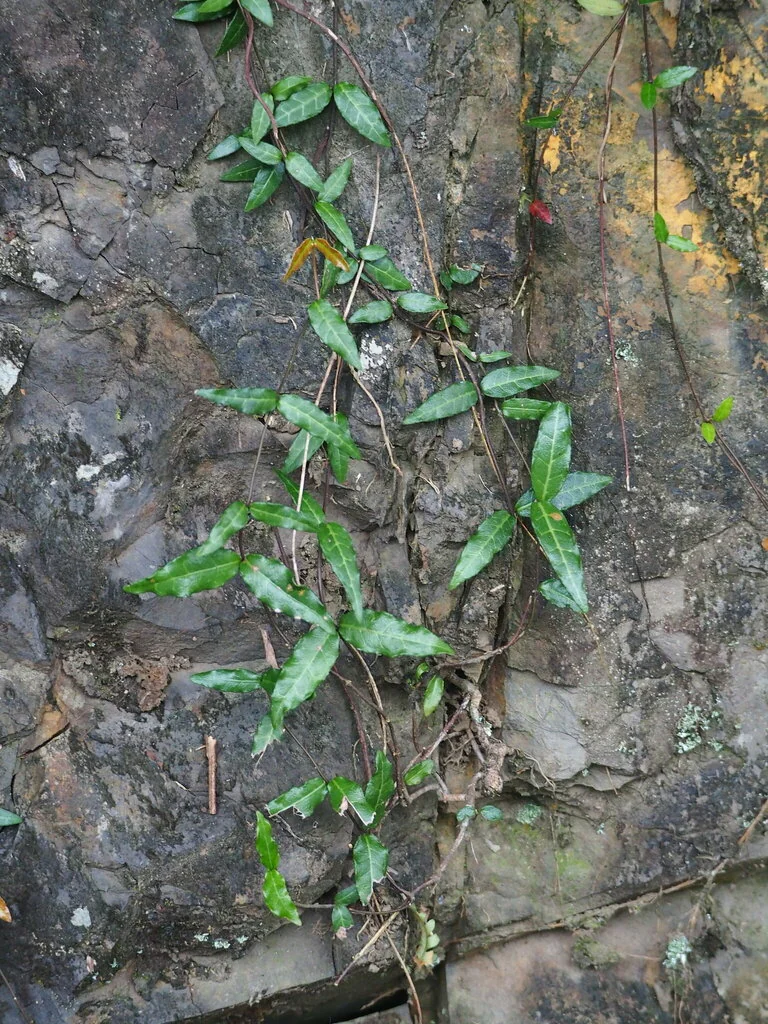 Trachelospermum Asiaticum