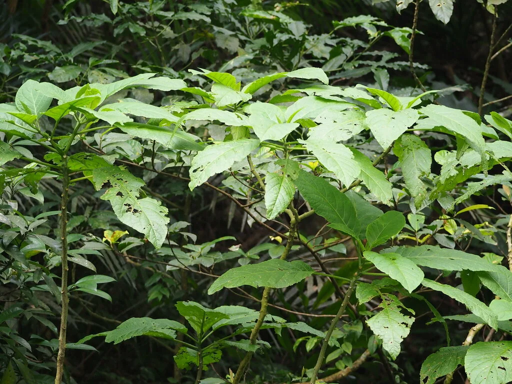 Brugmansia Suaveolens