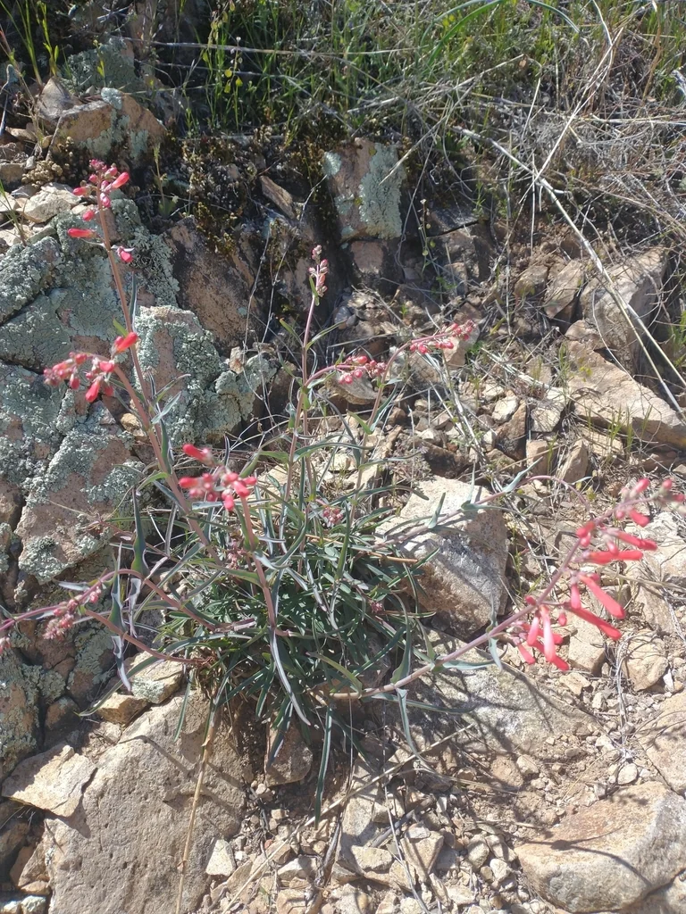 Penstemon Subulatus