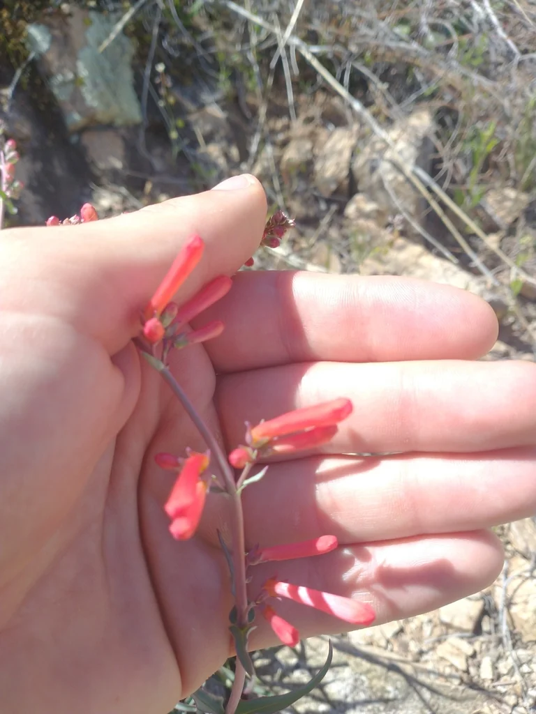 Penstemon Subulatus