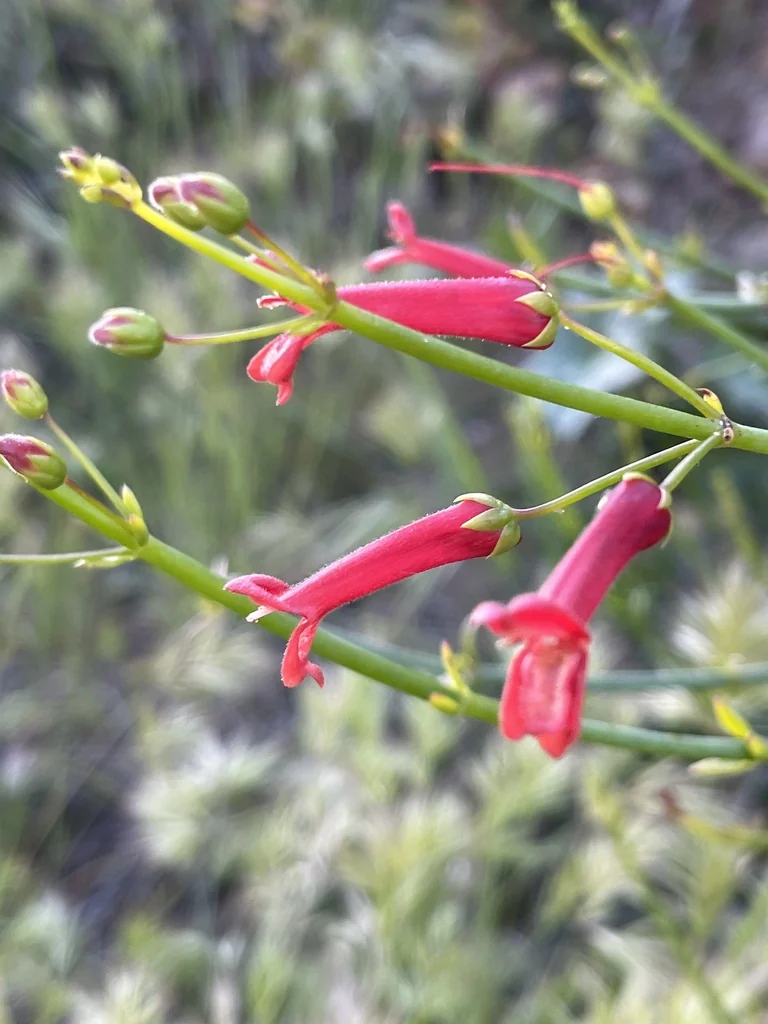 Gambelia Juncea