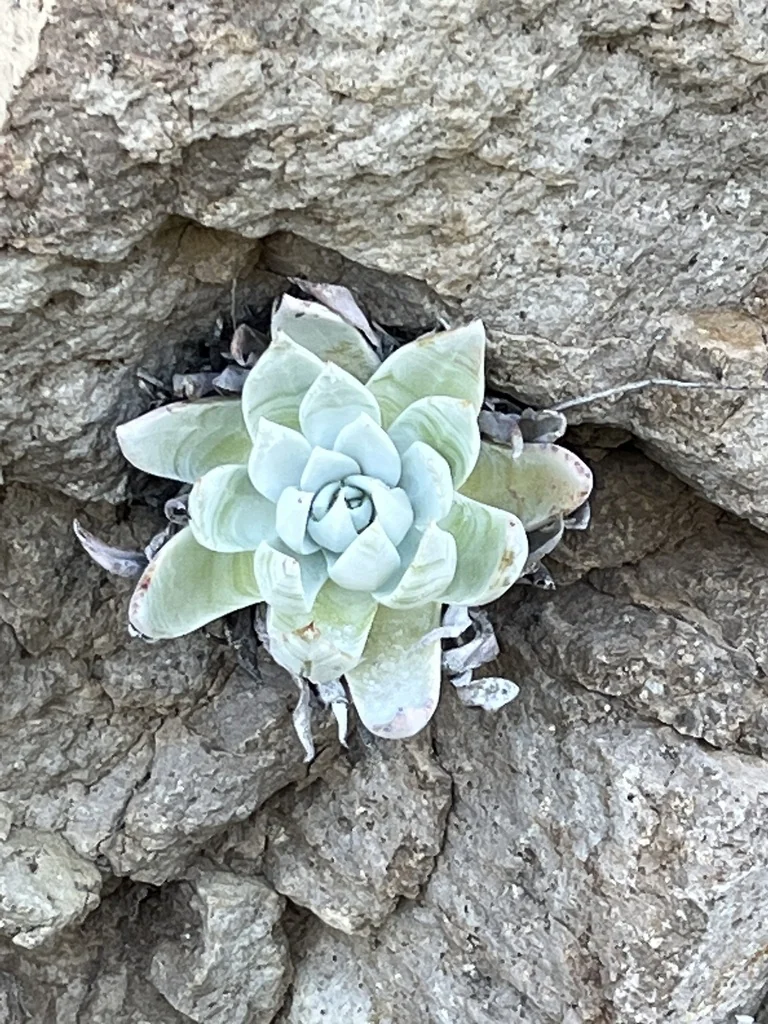 Dudleya Brittonii