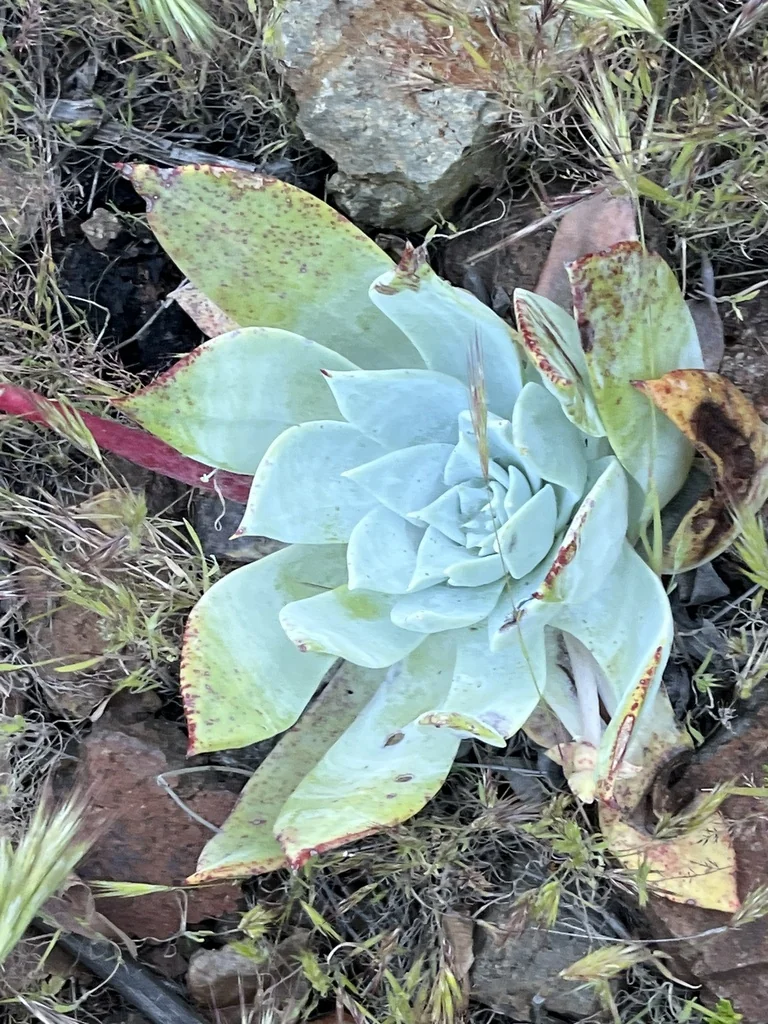 Dudleya Brittonii