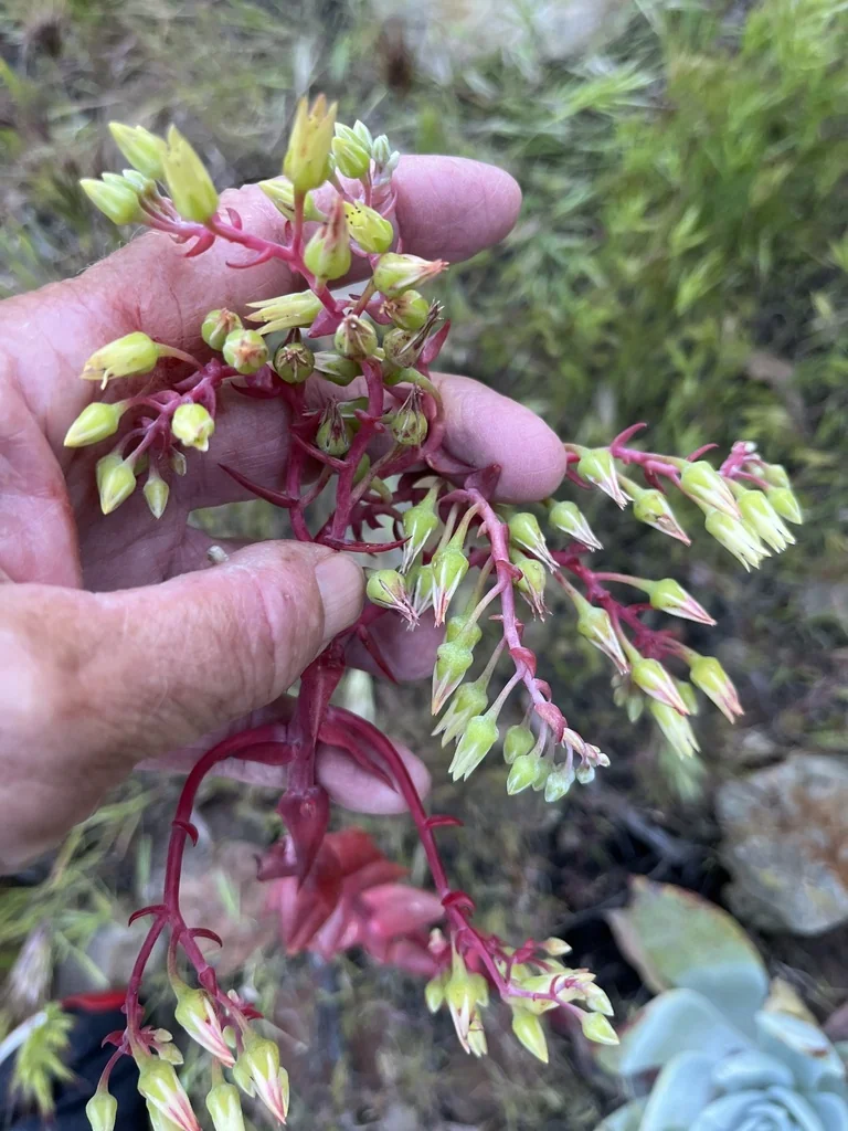 Dudleya Brittonii