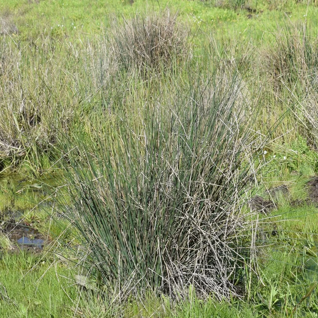 Juncus Patens