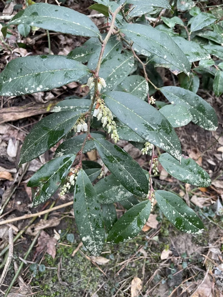 Leucothoe axillaris