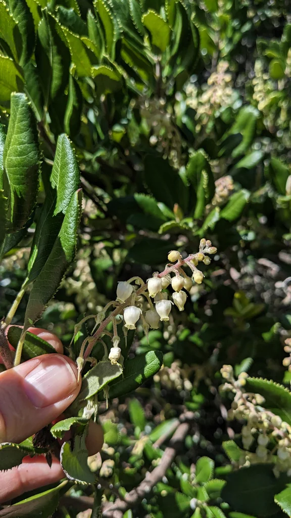 Comarostaphylis Diversifolia