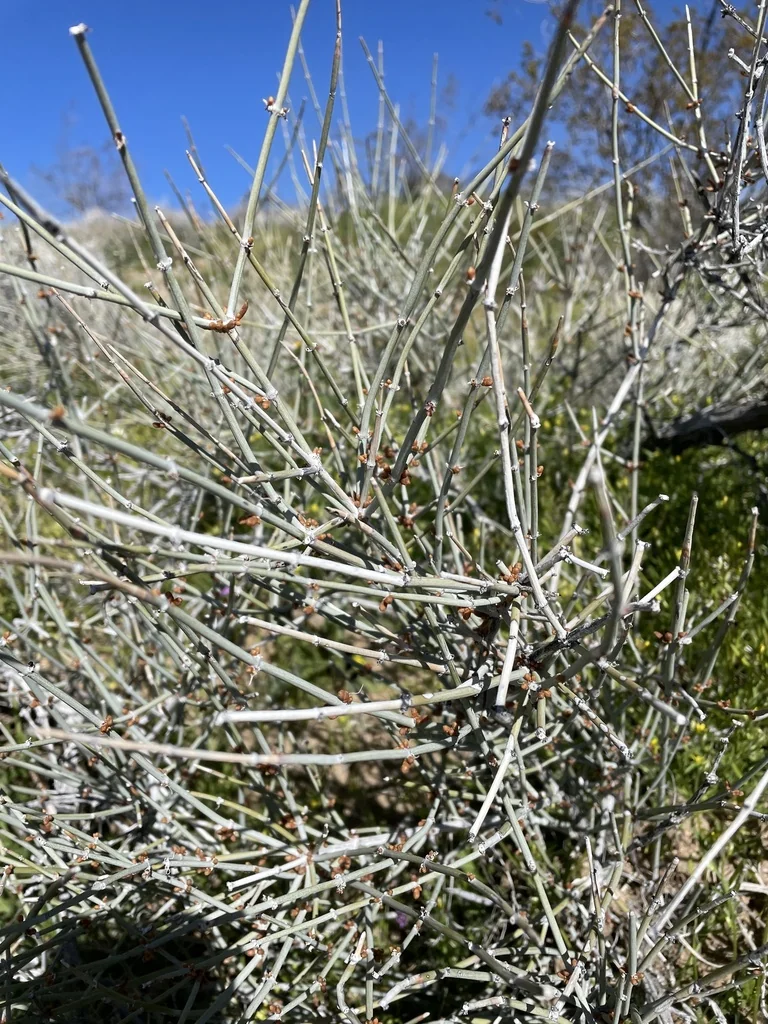 Ephedra Nevadensis