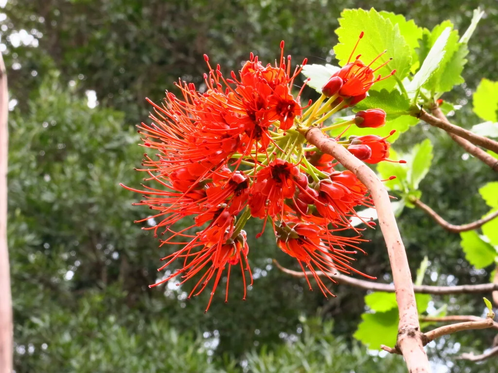 Greyia Sutherlandii