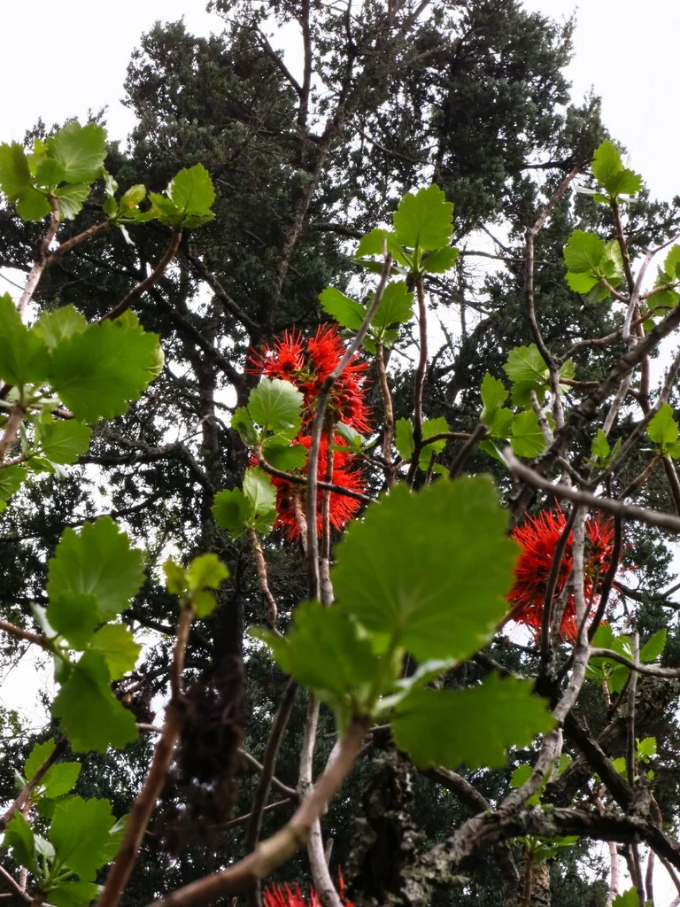 Greyia Sutherlandii