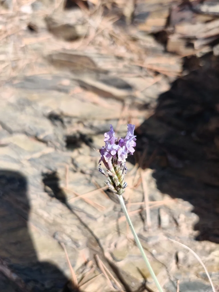 Lavandula Multifida