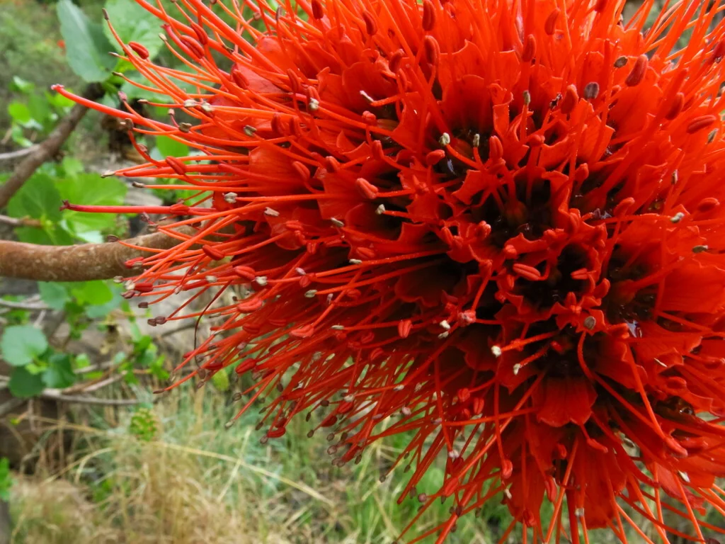 Greyia Sutherlandii