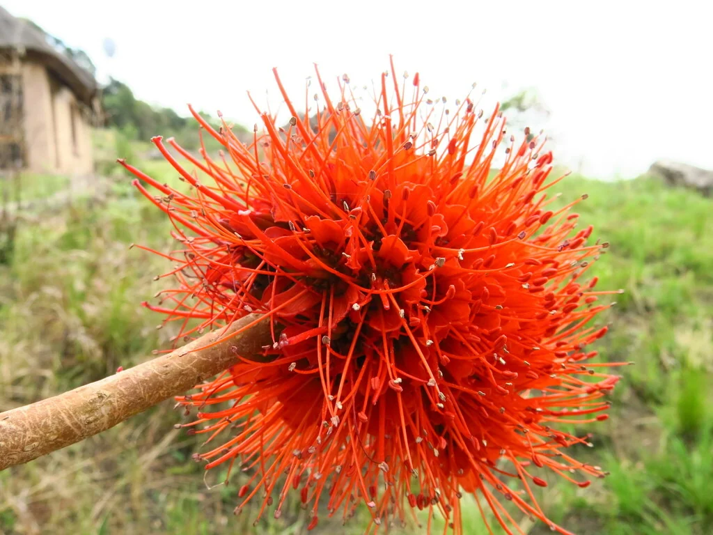 Greyia Sutherlandii