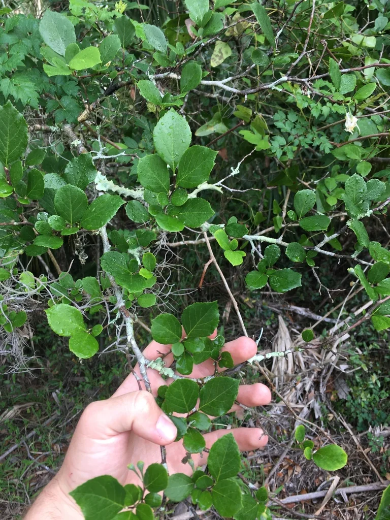 Styrax Americanus