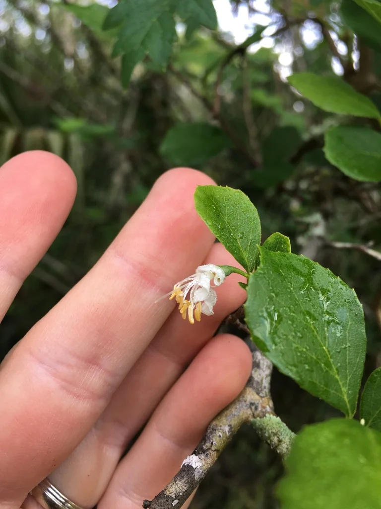 Styrax Americanus