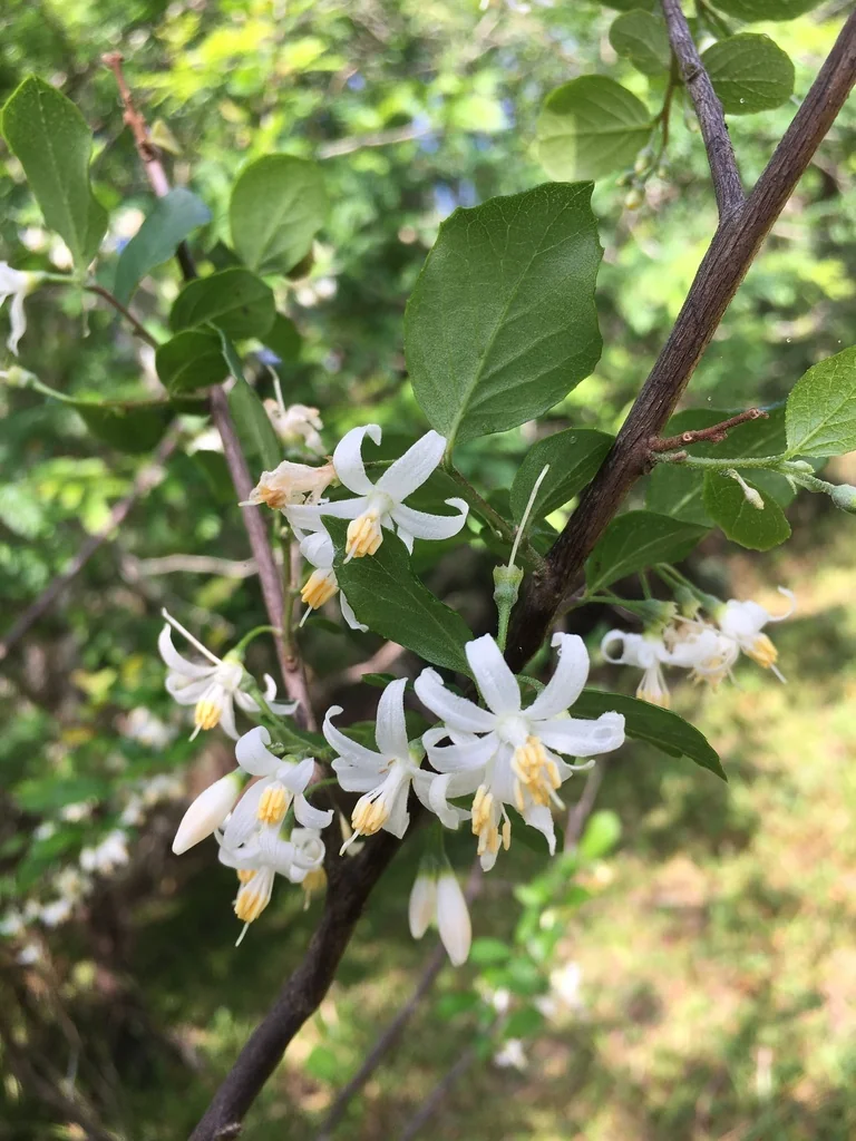 Styrax Americanus