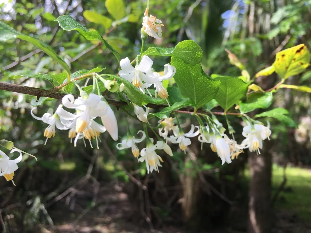 Styrax Americanus