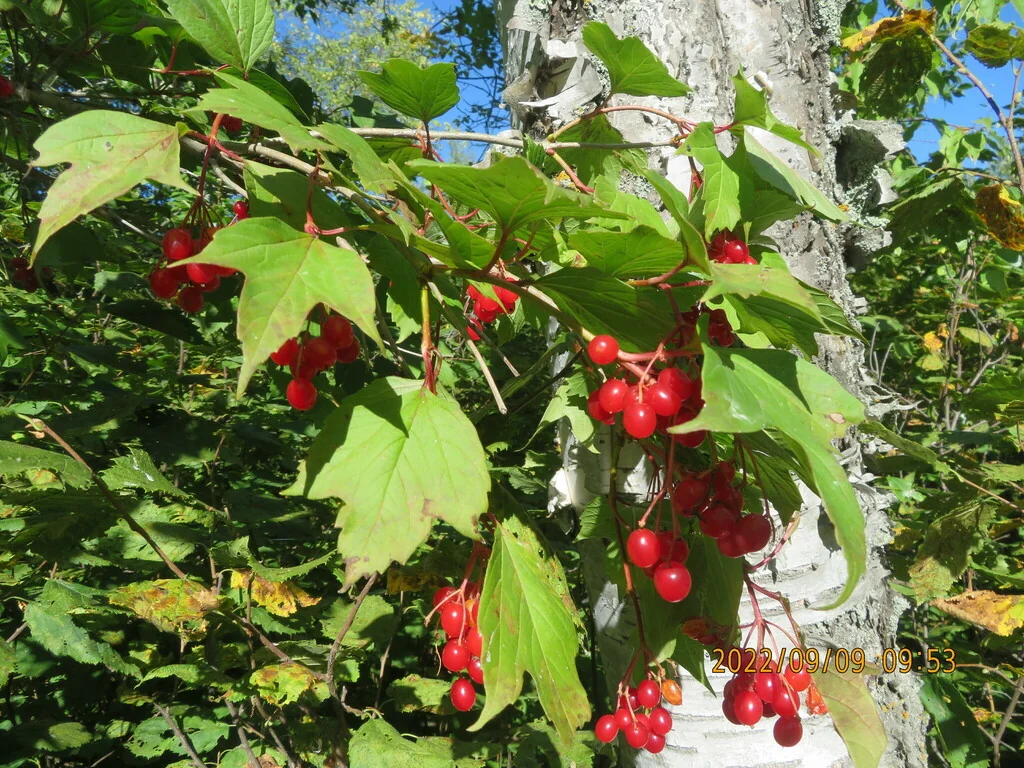 Viburnum Opulus Var. Americanum