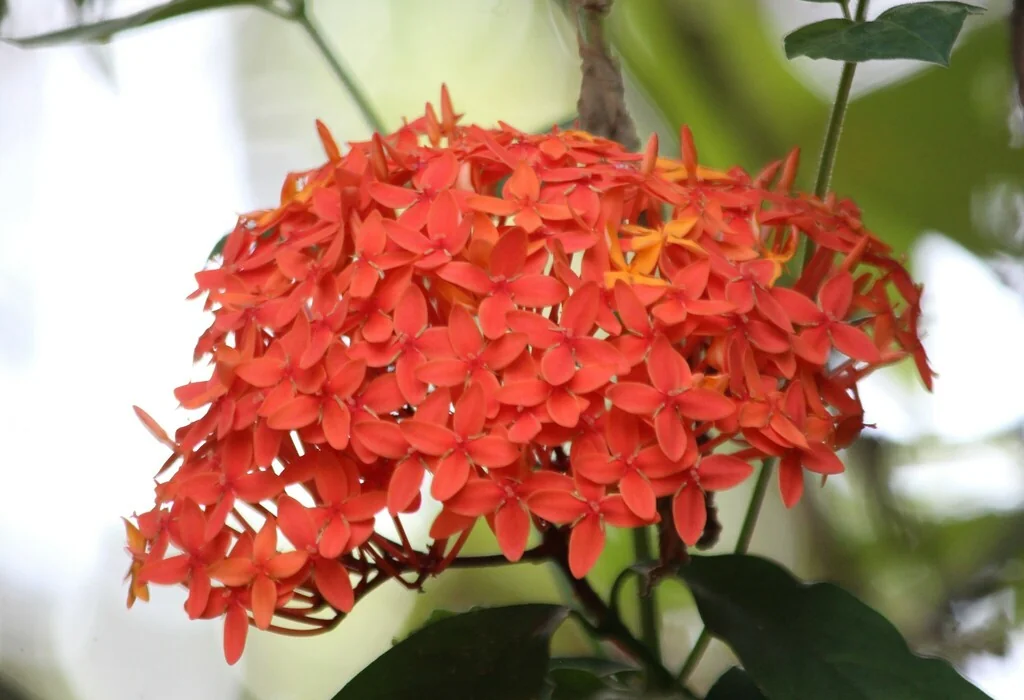 Ixora Coccinea