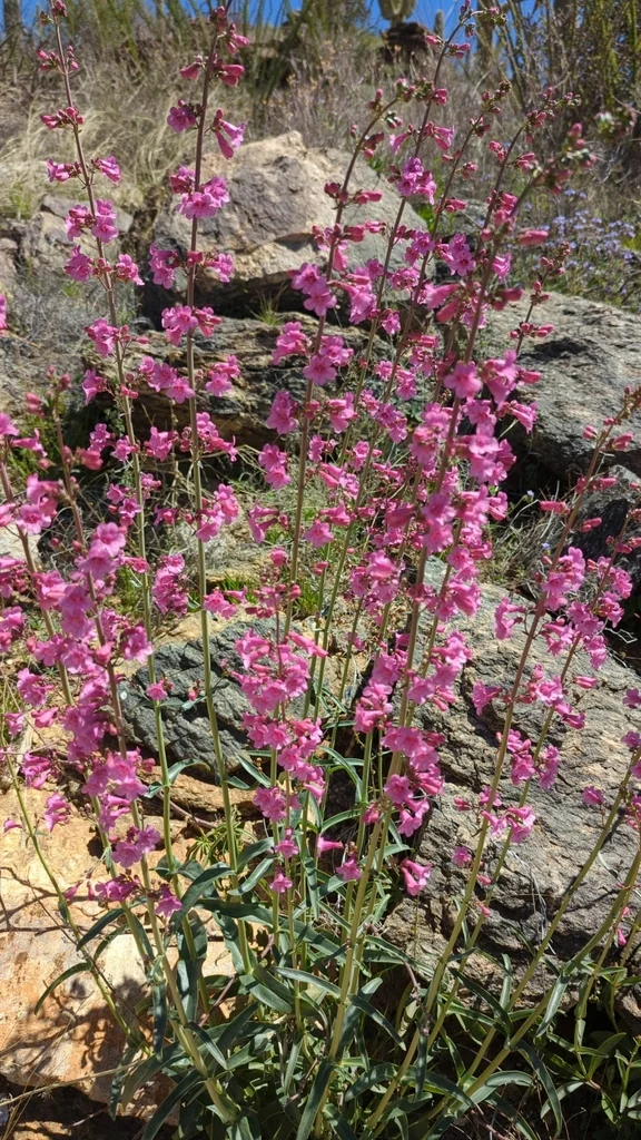 Penstemon Parryi