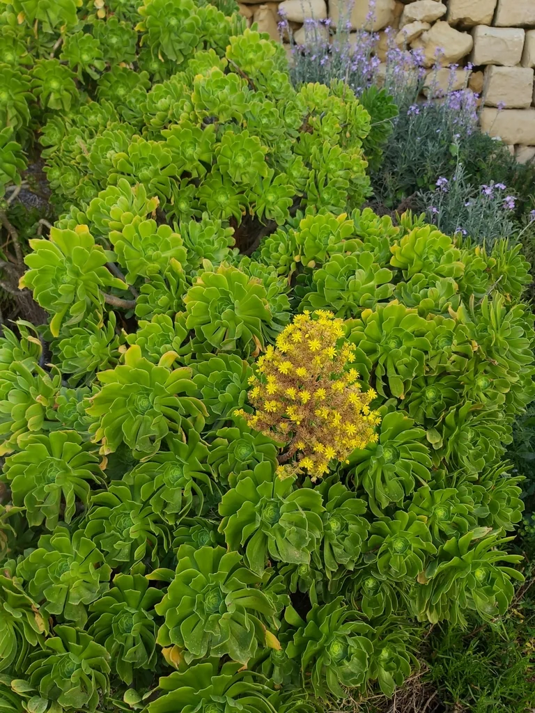 Aeonium Arboreum