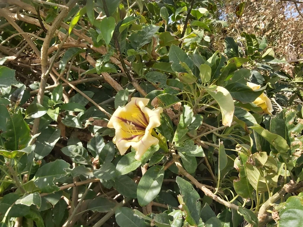 Solandra Maxima