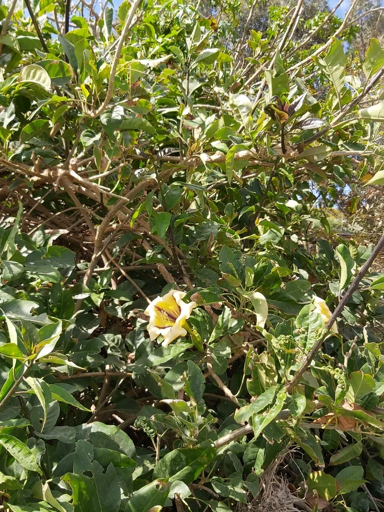 Solandra Maxima