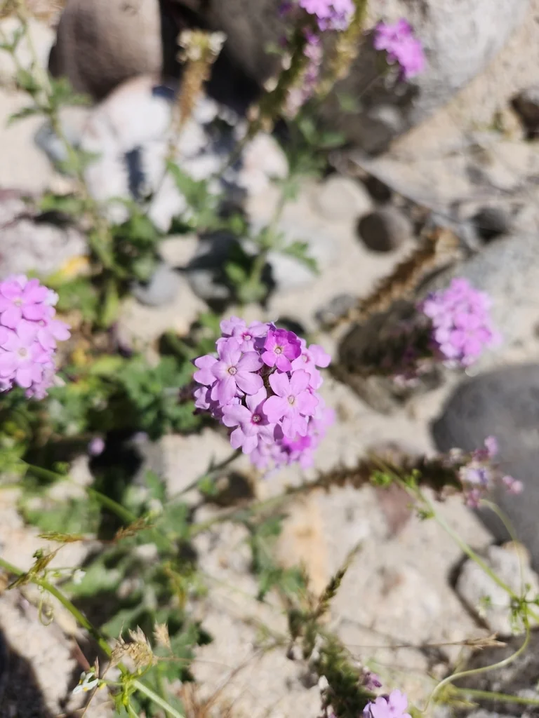 Verbena Gooddingii