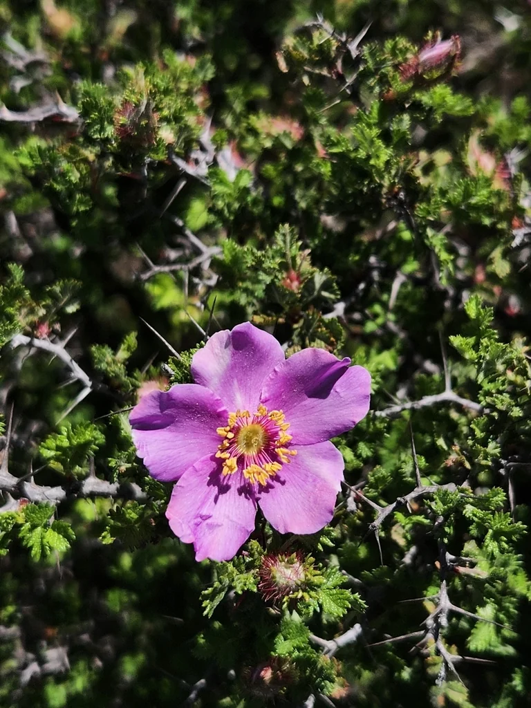 Rosa Minutifolia