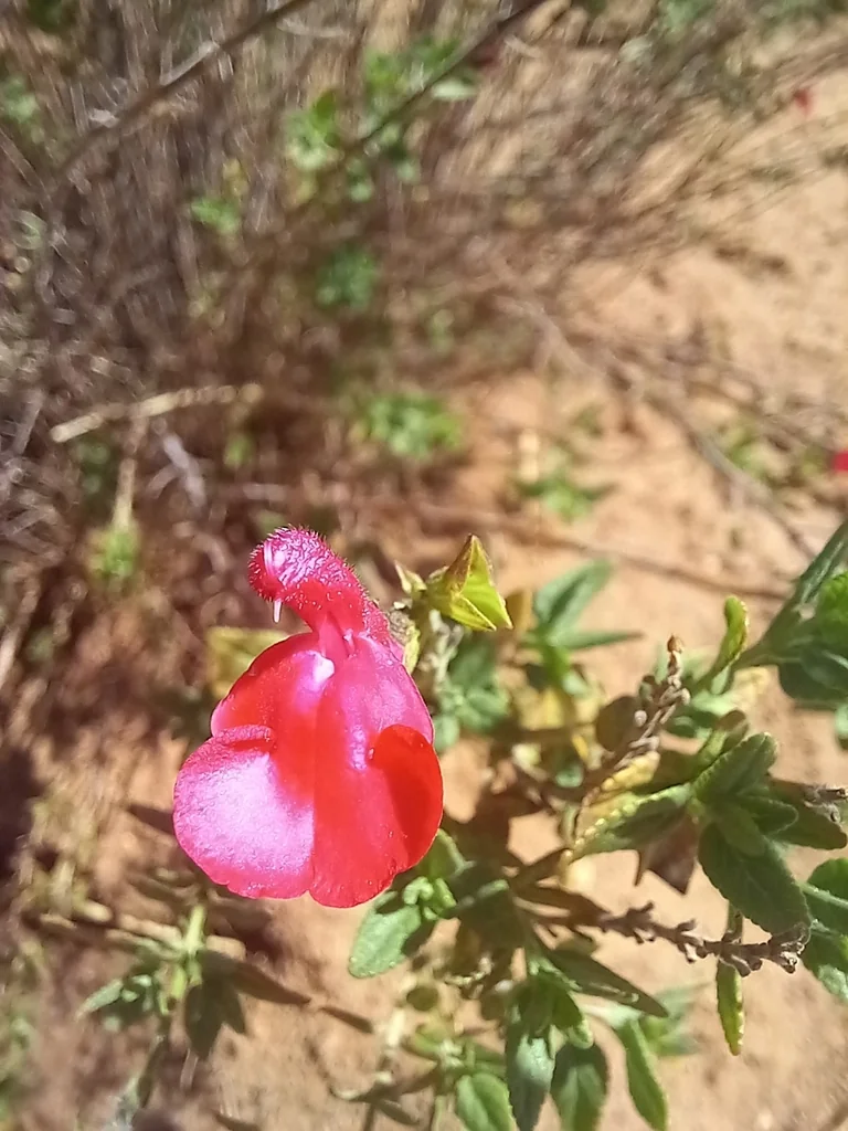 Salvia Microphylla