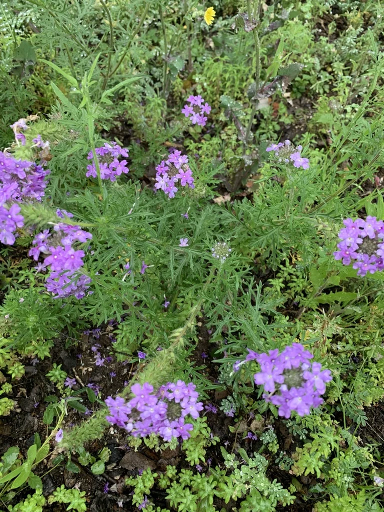 Glandularia Pulchella