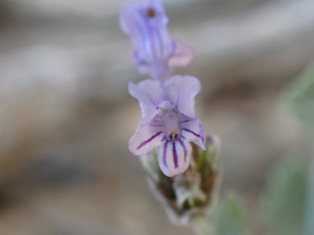 Lavandula Multifida