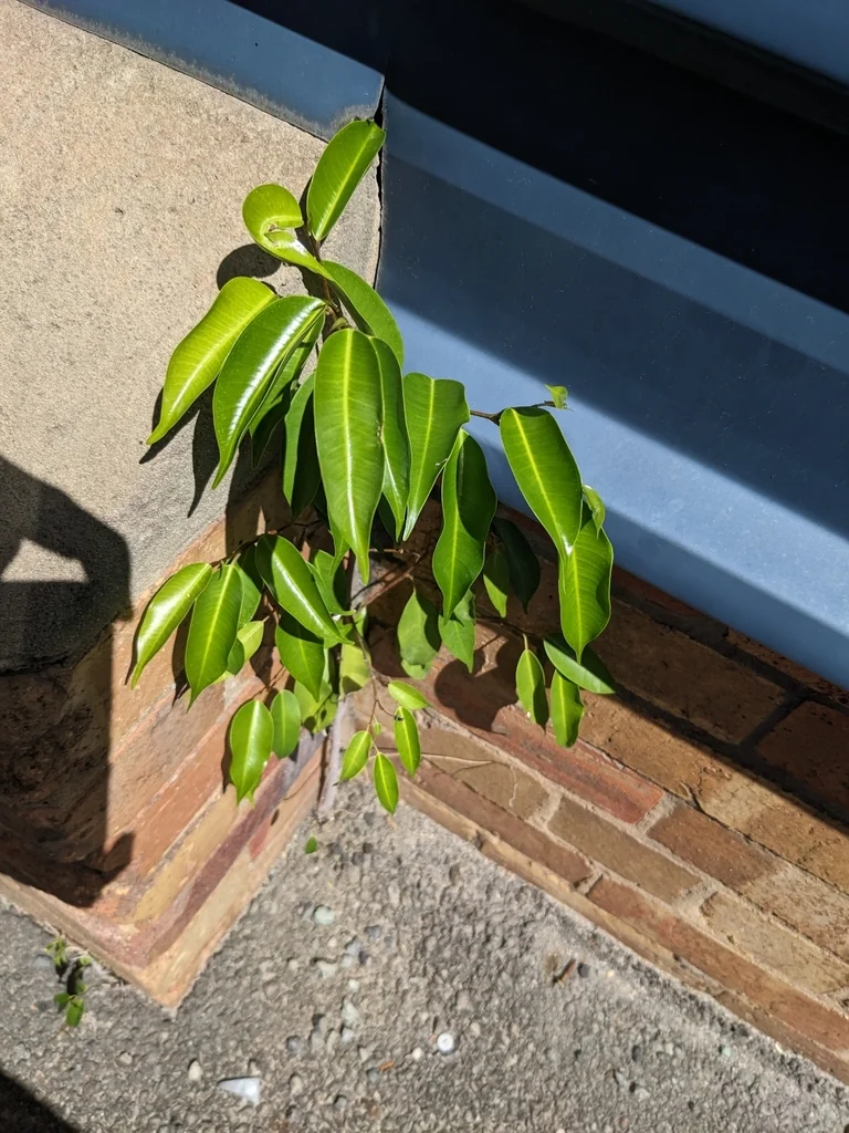 Ficus benjamina