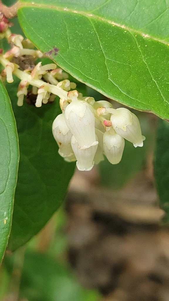Leucothoe axillaris