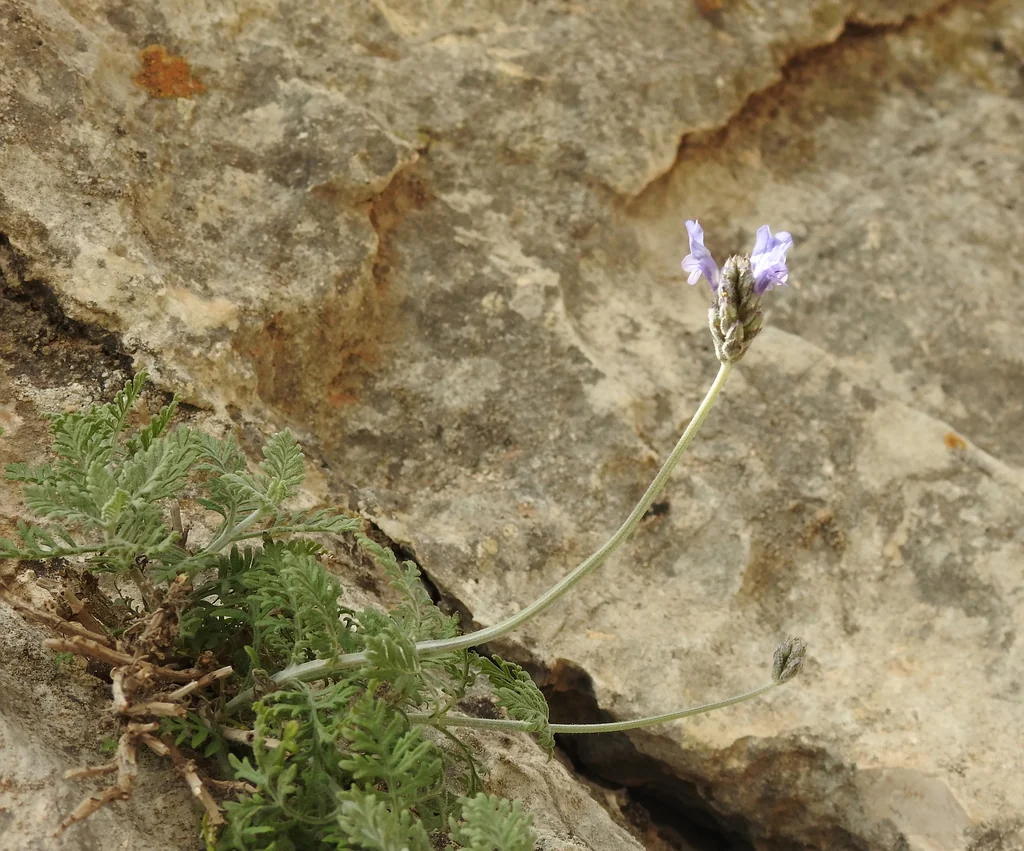 Lavandula Multifida
